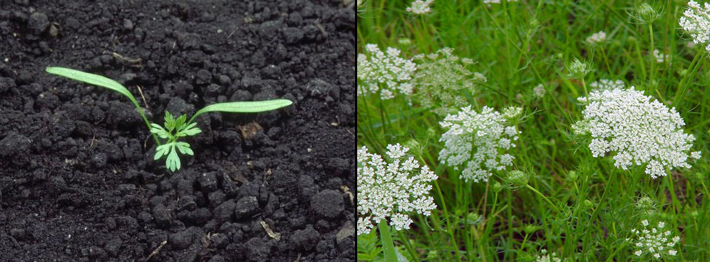 Wild carrot seedling and adult.